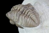 Detailed, Long Kainops Trilobite - Oklahoma #95714-1